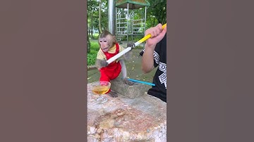 baby monkeys having their food snatched away 🤣🤣🐒🐒 #funny #bayimonyet #monkey