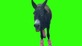 Laughing Donkey green screen is in 2024.