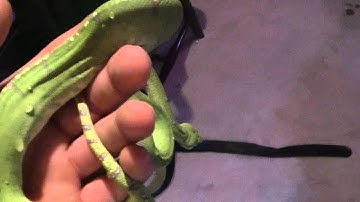 green tree python color change