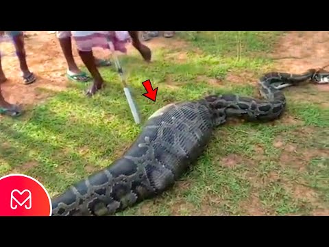 AMAZING GIANT SNAKE FOUND WITH FULL BELLY