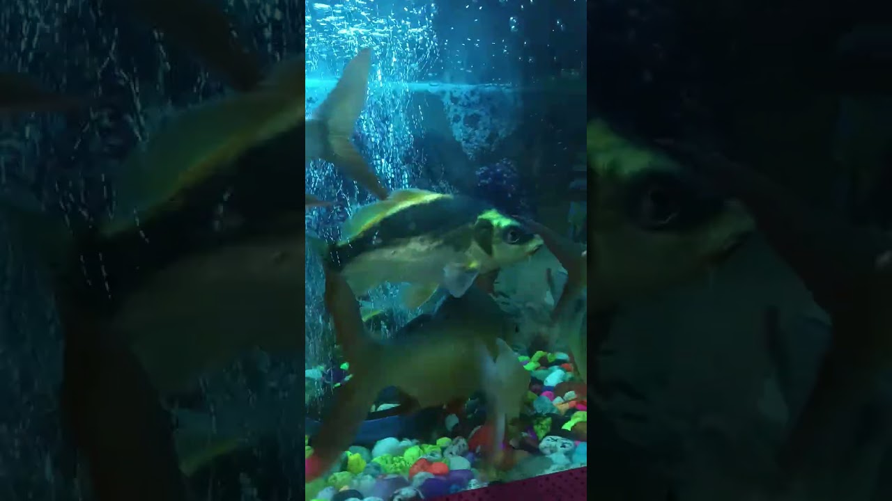 2 feet monster tank with tinfoil barbs, sneakeheads , rainbow shark and koi carp        