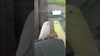 Çaktırmamaya Çalışırken