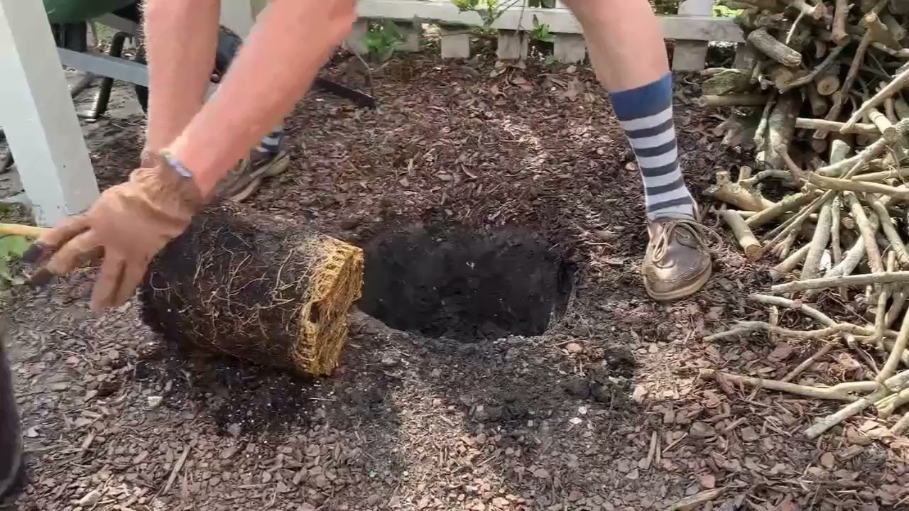 Planting A Citrus Tree - LSU AgCenter
