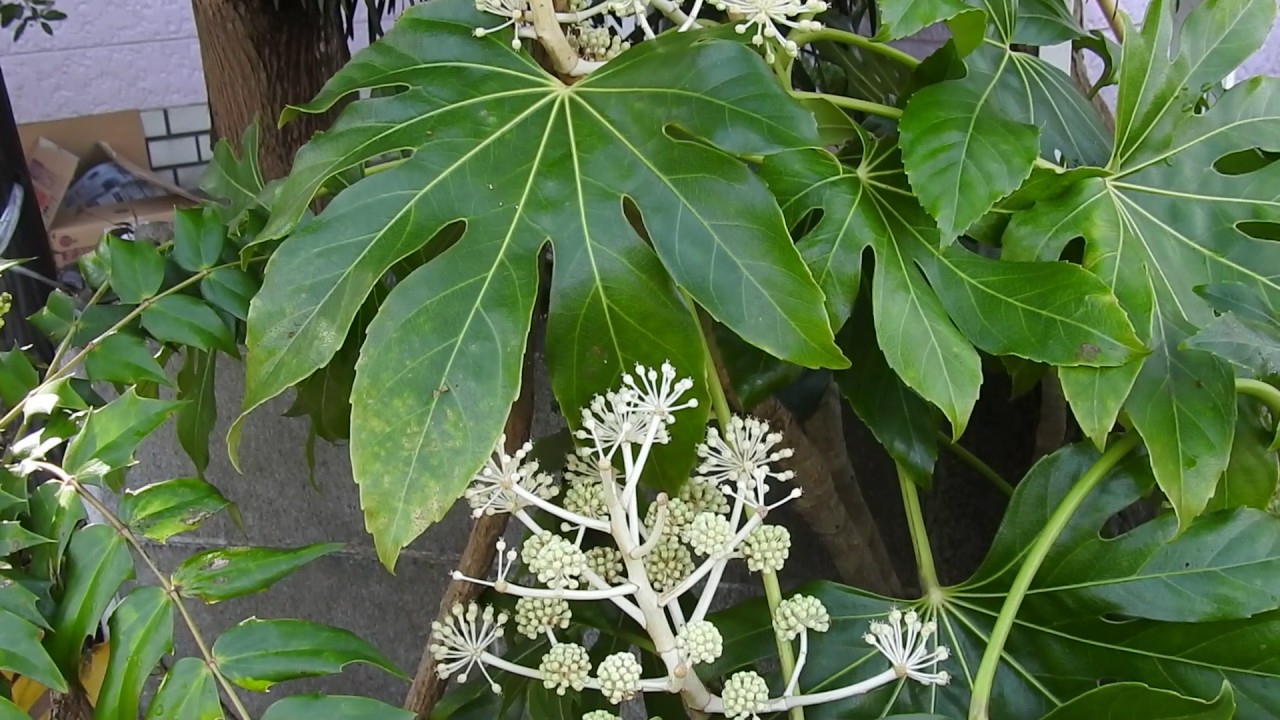 やつでの花言葉や種類は 縁起がいいって本当 その由来や意味を解説 Kurashi No