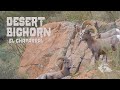 Desert Bighorn with El Chaparral