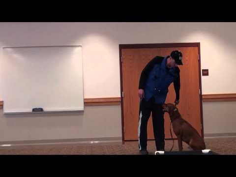 red-(red-bone-coon-hound)---boot-camp-dog-training-video