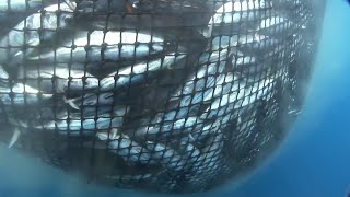 What is a FAD? Destructive Fishing in Indian Ocean