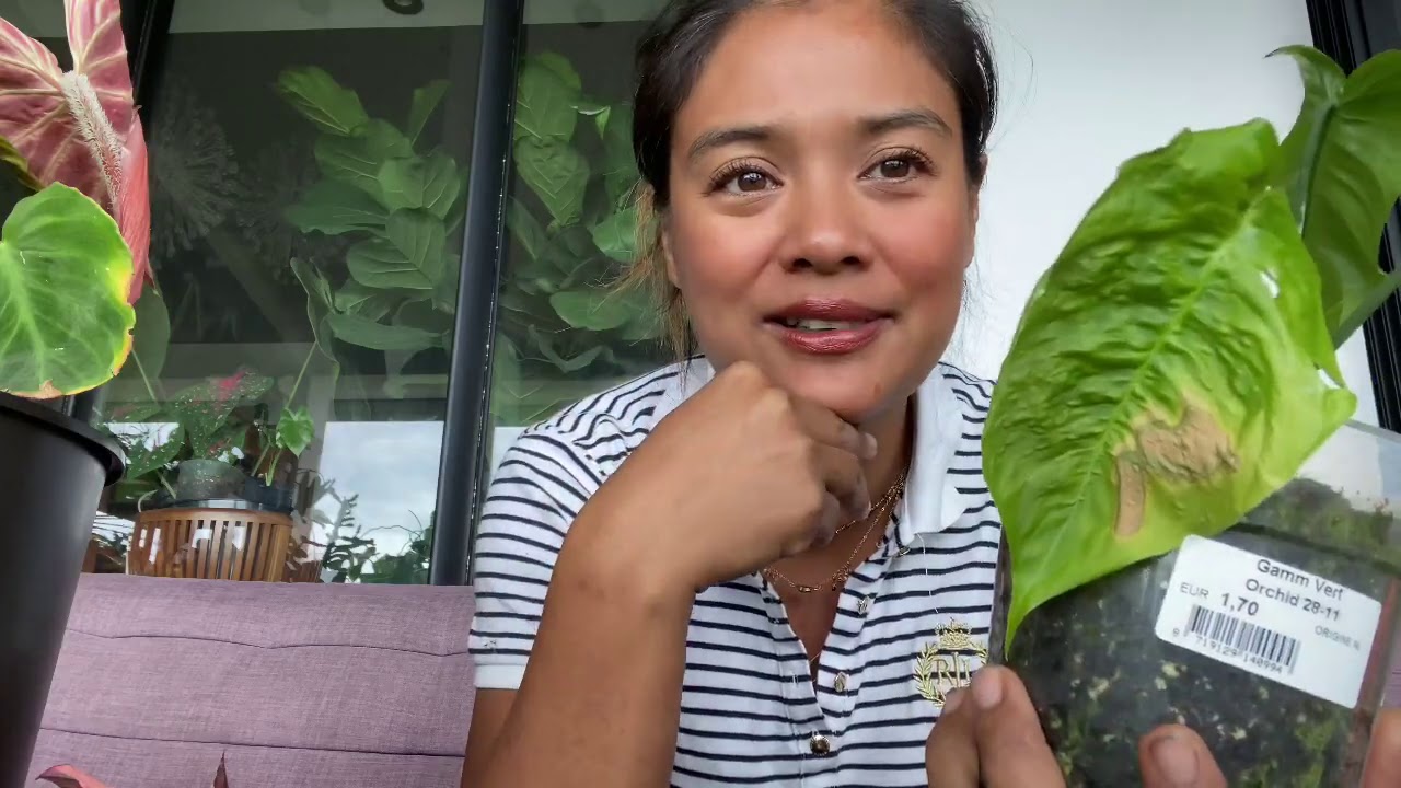 Les Problèmes Sur Les Philodendrons ( 2nde Partie )