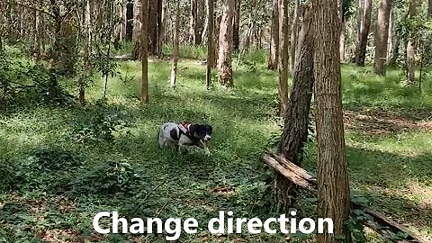 OWAD Environment Koala detection dogs March 2021