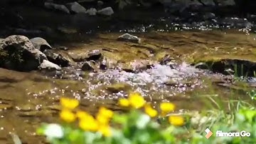 ترتيل رائع | صوت تقشعر له الأبدان | القارئ ضياء الحق