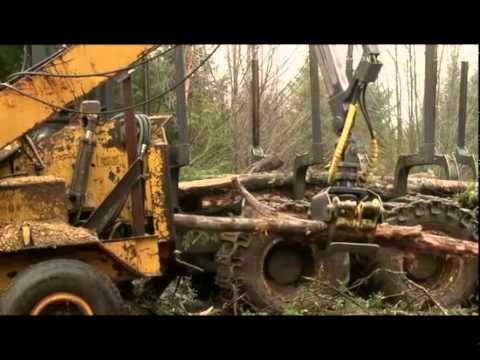 Tide Mill Enterprises- Managing the Forest of Tomorrow, Today
