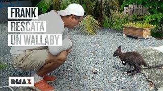 Wild Frank acoge a un wallaby en su casa y sus perros se lo toman muy mal | Wild Frank