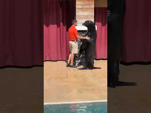 الاختلافات بين أسد البحر والفقمات