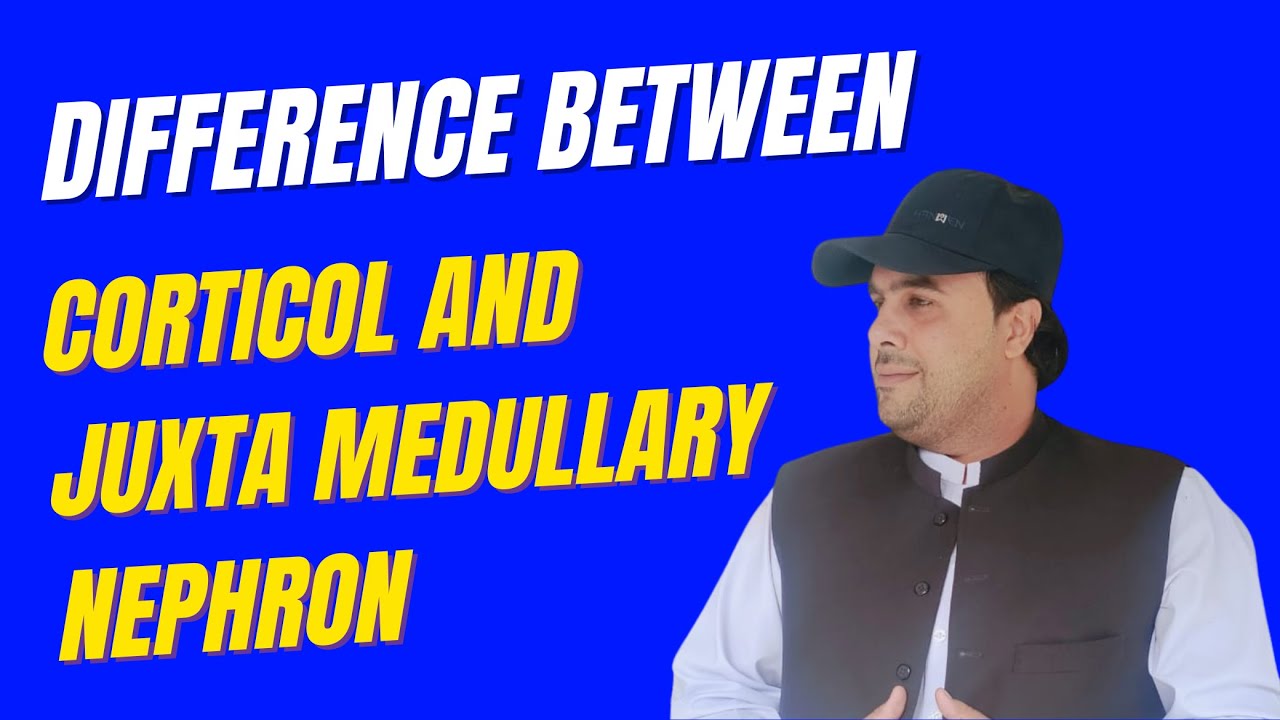LEC 16 | Difference Between Cortical Nephron and Juxta Medullary Nephron | Homeostasis |