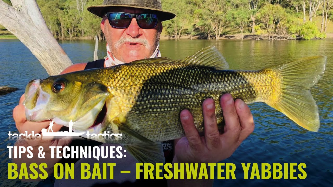 Australian Bass Fishing with Freshwater Yabbies 