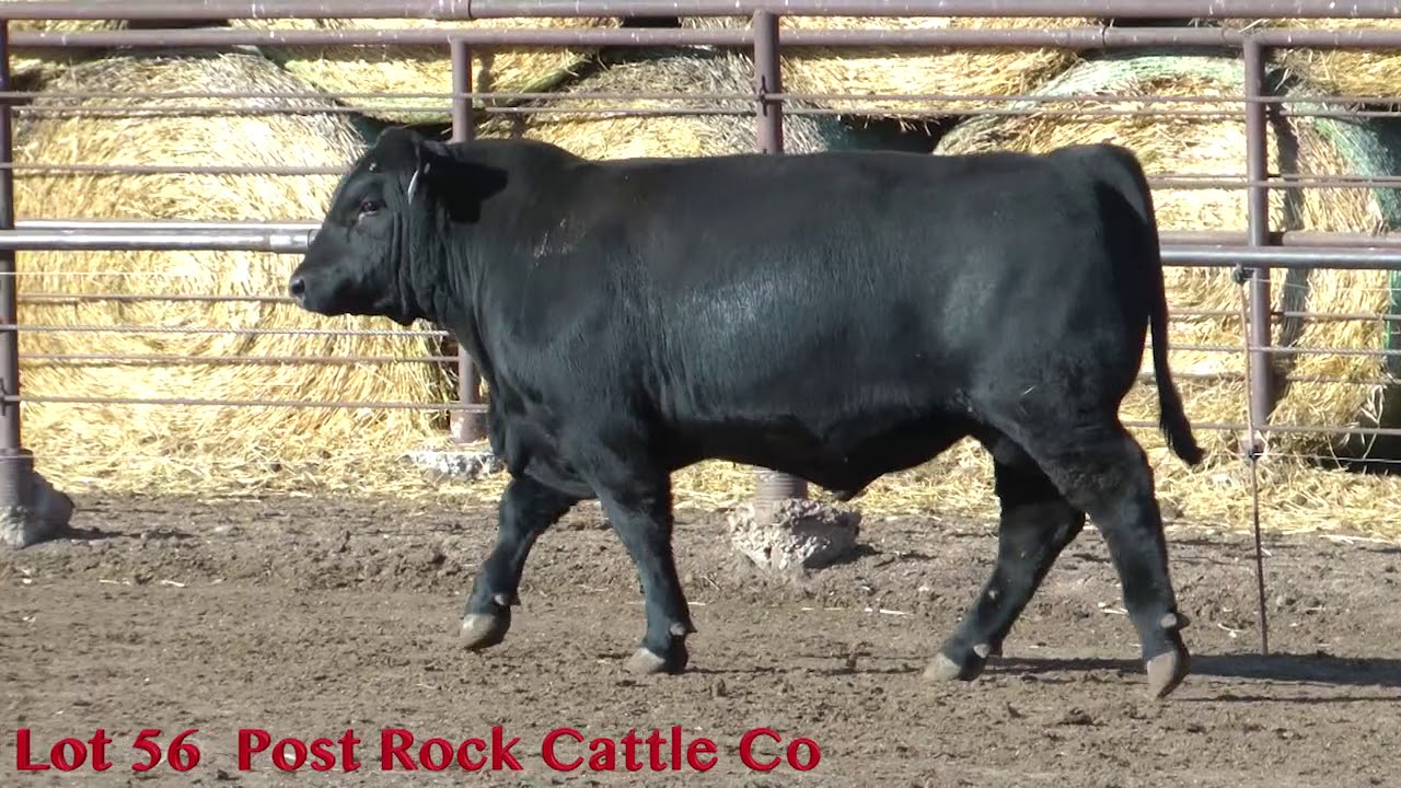 Lot 56 Post Rock Cattle Co YouTube