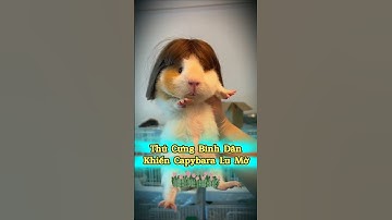 Thú Cưng Bình Dân Khiến Capybara Lu Mờ 🐾😲🙀 #thúcưng #vậtnuôi #chómèohàihước #funny #meohera