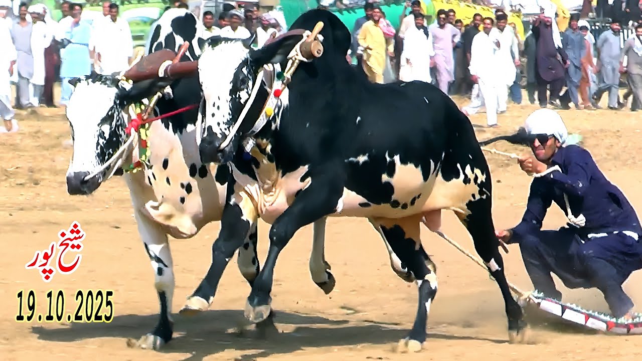 Bull Race In Pakistan Hamza Sky Video Fateh Jang 19 10 2025