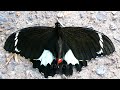 Orchard Swallowtail Butterfly on footpath