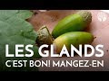 Les glands des chênes se mangent