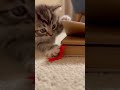 This Tiny Kitten Tried to Steal the Bookmark