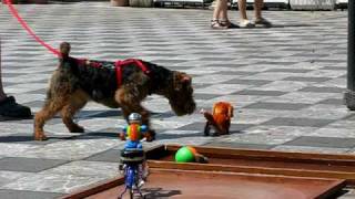 Welsh Terrier  Play Time