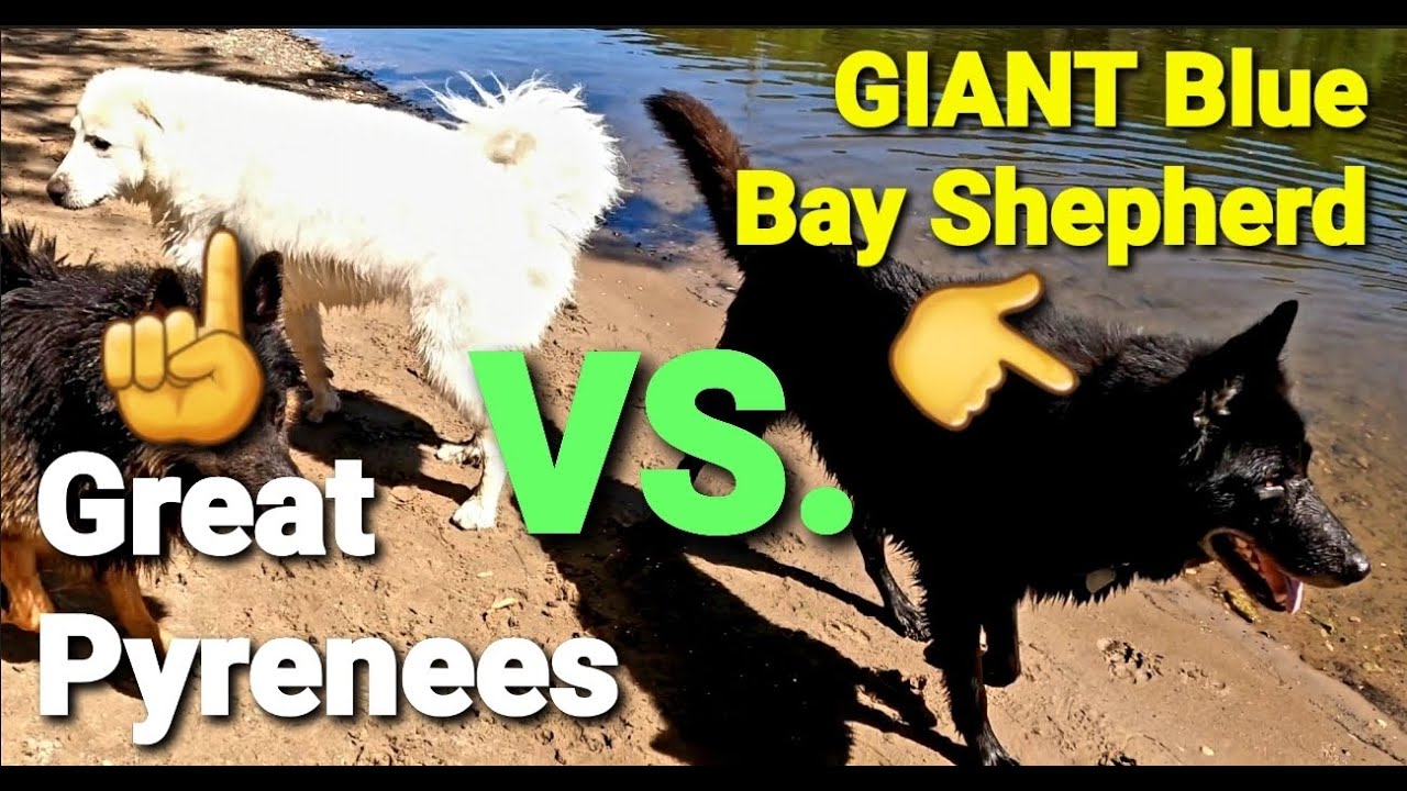 Great Pyrenees Vs Giant Size Blue Bay Shepherd A Size Comparison Youtube
