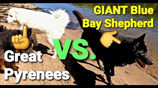 Great Pyrenees VS. GIANT SIZE Blue Bay Shepherd - A Size Comparison