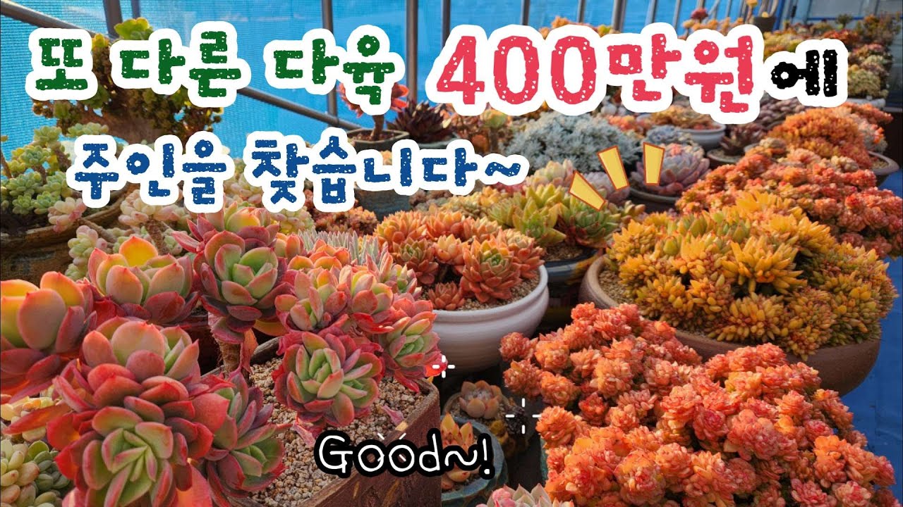 (400만원에 키워주실 분 찾습니다) 이번엔 다른 다육ㅣ군산꽃길다육사랑ㅣ다육이 키우기ㅣ다육이 판매ㅣ#신쌤의다다육선(多肉植物, succulent, たにくしょくぶつ)