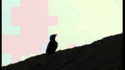 رقيه شرعيه للشيخ سعود الفايز رائع جداً نزف المشاعر .