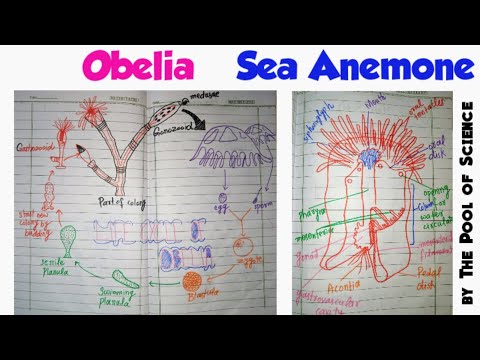 B.Sc,ADP,B.S Zoology-B | Obelia | Sea Anemone | by The Pool of Science