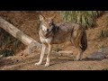 Red Wolves Last Stronghold Red Wolves Last Stronghold