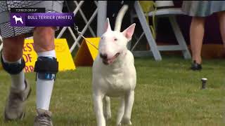 Bull Terriers (White) | Breed Judging 2022