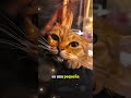 a veces ellos no esperan comida... #cat #consentidotumascota #gatos