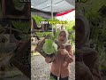bedanya platycetium wandae dan grande #plants #cafe #homedekor #platycerium#plantlover