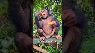Chimpanzee  The Most Intelligent Animal in the World #shorts