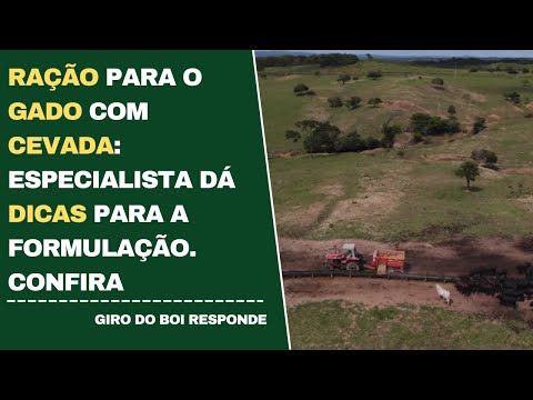 RAÇÃO PARA O GADO COM CEVADA: ESPECIALISTA DÁ DICAS PARA A FORMULAÇÃO. CONFIRA