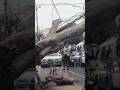 Woodworking project the biggest tree felling on the road #shortvideo #treecutting #chainsaw