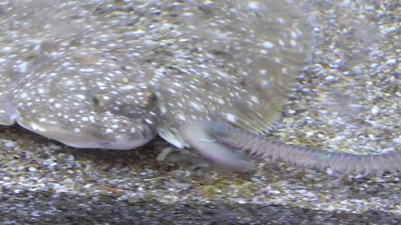 投げ釣りでヒットしたカレイを飼育しています 釣太郎ブログ