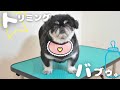 6歳ペキニーズ、トリミングで赤ちゃんになるの巻。