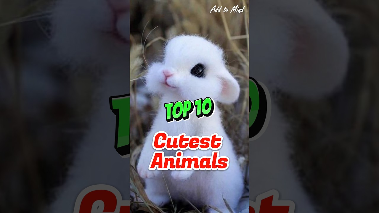 Top 10 Cutest Animals #shorts - YouTube