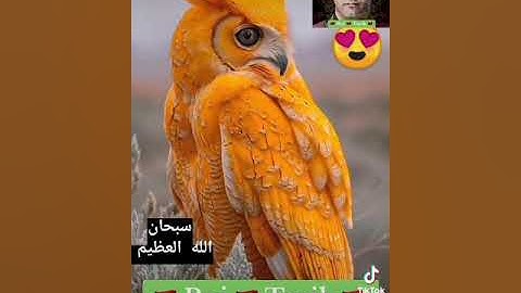 سورة الاخلاص#قران_كريم #المغرب #فاس #الجزائر #fyp #roitarik #tiktok #pourtoi #maroc #fes #CapCut