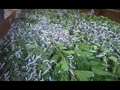 Silk warm Farming By Mulberry plants and profit one lac per month