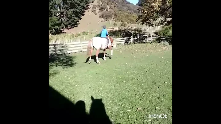Rearing, one of Breezy's many tricks lol.