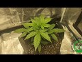 Growing 3 Different Cannabis Strains: Day 13 To Day 30 From Sprout.
