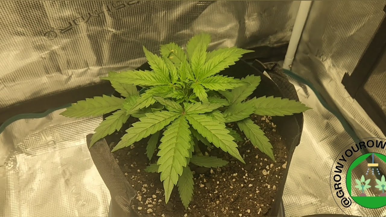 Growing 3 Different Cannabis Strains: Day 13 To Day 30 From Sprout.