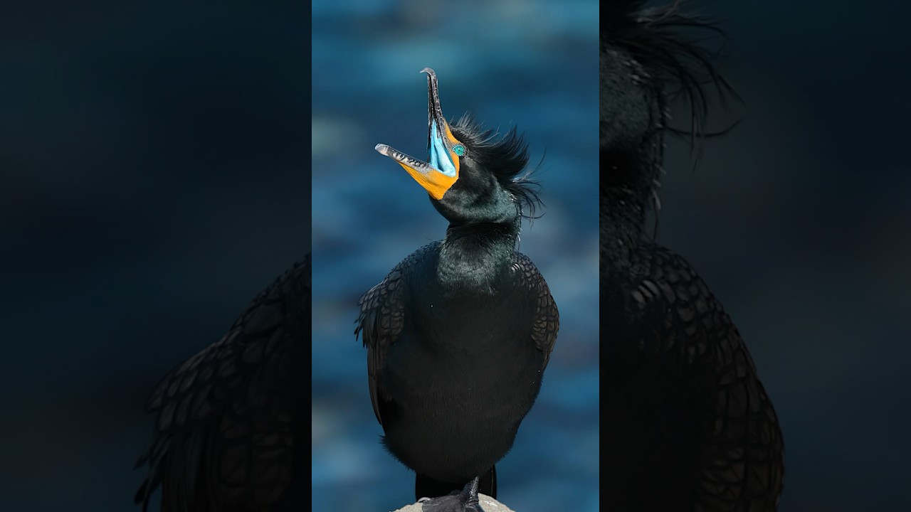 Sparkling eyes and a bright blue mouth! - Double-crested Cormorant 