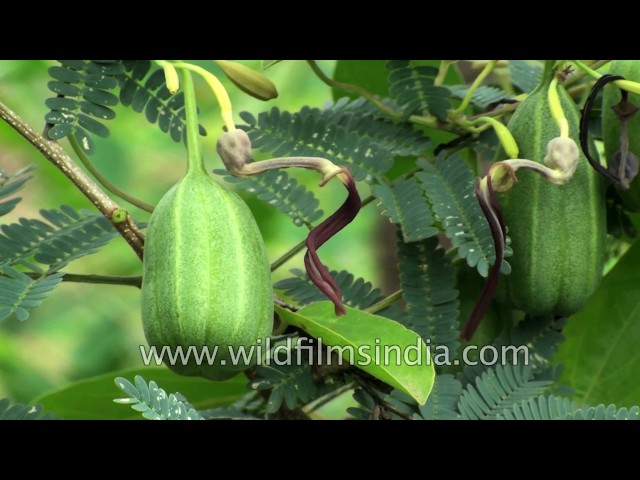 Aristolochia indica - Indian Birthwort, Duck Flower - Quinta dos