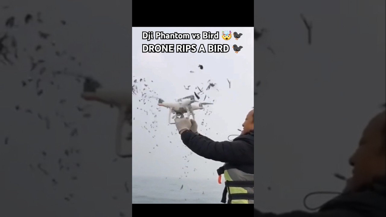 Dji Phantom Vs Bird 🤯🐦‍⬛ 