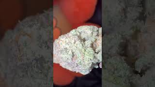 NUGZZZ #terps